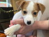 「６匹兄弟のジャックラッセルテリア🐶」