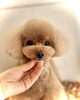 ティアラちゃん「わんこフェイス(^-^)」