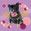 「Dog salon mofu mofu　余市町」