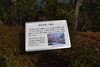 「引揚記念公園の桜予告」