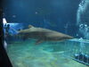 サメの水槽でお掃除中…👀❕❕「親子遠足🚋アクアワールド大洗水族館🦈　電車でGO！」