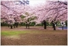 後谷津公園／千葉県／成田市／桜／花見／BBQ／バーベキューレンタル／配達／