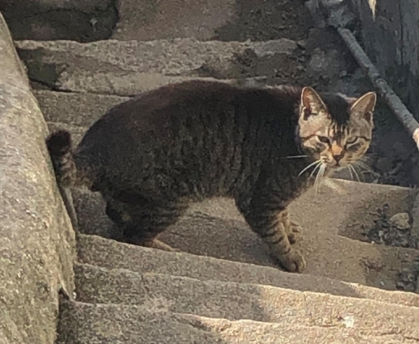 この子はいつもやぶにらみ笑「猫のいる街」