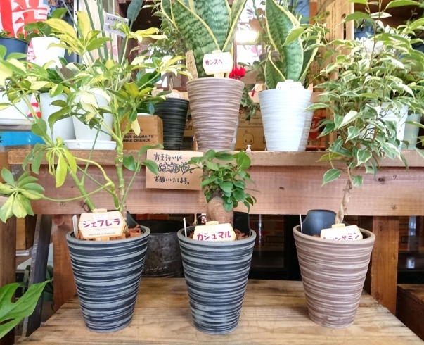 「『はなやHOK皆生店』観葉植物が入荷しました！」