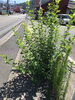「はち歯科医院駐車場のど根性雑草伐採しました！#福岡県大野城市#口コミ#綺麗を保つ」