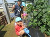 水かけは任せてね！！「夏野菜がぐんぐん育ってきました☆彡」