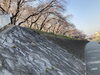 平穏な日常を脅かす、不審者の正体・・・「鴨川の『忍者』。【まいぷれ・西京区・南区・編集部】」