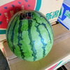 「すいか🍉😳 　10月に「すいか」が入荷しましたよー🍉　 新潟県産　「すいか　(豊あき)🍉」」