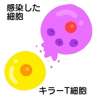 体内の殺し屋　キラーＴ細胞「これからの時代の免疫の主役　「筑後産クロレラ」バイオリンクと健康を売る　Yubi（優美）」