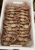 「ハラコ販売中でーす‼️鮮魚パックいろいろ販売中‼️〆鯖も販売致します🐳」