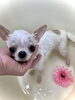 おもちちゃん　ダイヤモンドローズパック中「わんこと紫陽花　♪( ´θ｀)」