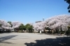 速報！ 川崎市の2018年開花状況【最新版】 | お花見するならここ