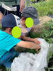 「野菜の収穫🥒【札幌市北区児童デイサービスこぱんはうすさくら札幌太平教室】」