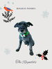 「Dog salon mofu mofu　余市町」