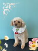 「Dog salon mofu mofu　余市町」