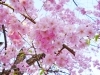 高岡古城公園 高岡 桜 お花見特集 高岡 桜 お花見特集 まいぷれ 高岡市 高岡古城公園 高岡 桜 お花見特集 高岡 桜 お花見特集 まいぷれ 高岡市