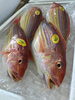 「魚魚市場鮮魚コーナーおすすめは「レンコダイ」です♪」