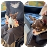 めちゃくつろぐシエラちゃん❣️「看板犬のいるお店へようこそ✨」