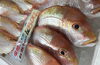 「魚魚市場鮮魚コーナーおすすめは「エビスダイ・レンコ鯛」です♪」