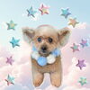 「Dog salon mofu mofu　余市町」