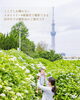 スカイツリーと紫陽花、ここでしか撮れない風景「受付中　【江戸川区・江東区】紫陽花ロケーション出張撮影会のご案内」