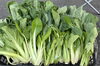 収穫した葉物野菜「「美味しい！甘い！」感動した野菜のお話し。【美容・健康・フィットネスジム・レストラン・コラーゲン・有機栽培・野菜・ヘルシーバイキング・健康維持・ダイエット・ボディメイク・筋トレ・入間市・入間市】」