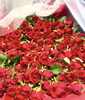 「108本のプロポーズの花束♡【宮崎/プロポーズ/ボトルフラワー/生花加工/生花保存/ドライフラワー】」