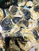 「魚魚市場鮮魚コーナーおすすめは「イサキ・ノドグロの開き」です♪」