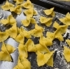 「ディナーの自家製パスタのご紹介！」