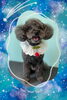 「Dog salon mofu mofu　余市町」