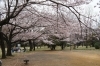菅生緑地 宮前区 お花見するならここ 川崎市の 桜 特集 21年 まいぷれ 川崎市 菅生緑地 宮前区 お花見するならここ 川崎市の 桜 特集 21年 まいぷれ 川崎市