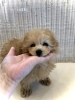 月ちゃん「ご家族決まりました　♪( ´θ｀)」
