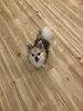 ラムちゃん「ましゅまろ幼稚園　^o^」