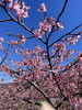「函南桜といちご狩りツアーの添乗日記」