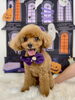 モコちゃん　可愛いハイシニアさん♡「Happy Halloween 2026🎃」