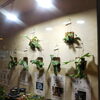 コウモリラン ビカクシダ ネザーランド「植物入荷情報！アガベ Agave アロエ そして ビカクシダ ネザーランド コウモリラン 。  塊根 ユーフォルビア サボテン 多肉 観葉植物  」
