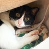 2/22は猫の日 momo「Good morning Otaru! 小樽の古民家ゲストハウスより」