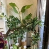 立木タイプ　観葉植物