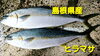 「○本日のお刺身○【島根県産】白イカ、ヒラマサ」
