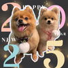 「Dog salon mofu mofu　余市町」