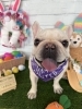 フレブル　シャンプー「🐶コッカー、フレブル、トリミングのお友達🐣」