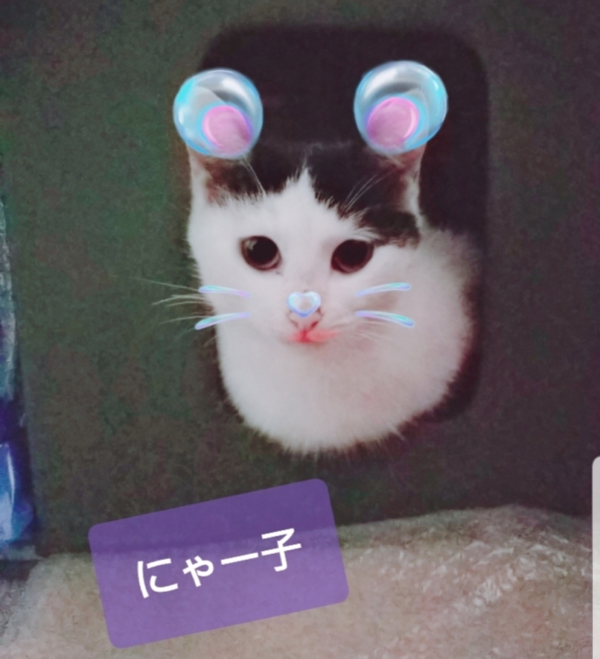 ハチワレ猫 ミックス のにゃー子くん 癒し 癒され 我が家のペット まいぷれ 今治市 ハチワレ猫 ミックス のにゃー子くん 癒し 癒され 我が家のペット まいぷれ 今治市