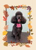 「Dog salon mofu mofu　余市町」