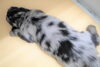 「ミニチュアダックス子犬情報」
