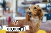 ダックス「子犬のご紹介(^^♪」