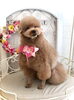 ネムくん「わんこと秋桜　🐾」