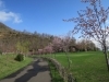 五天山公園の桜 札幌で楽しむ桜名所 お花見スポット巡り まいぷれ 札幌市西区 五天山公園の桜 札幌で楽しむ桜名所 お花見スポット巡り まいぷれ 札幌市西区
