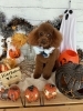 トイプードル「🎃🕸️10月のトリミング写真🕸️🎃」