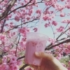 ④陽光桜といちごミルク（3月18日撮影）「【桜開花情報その2】」