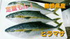 【定置もん】島根県産ヒラマサ「○本日のお刺身○【定置もん】島根県産天然タイ、ヒラマサ」